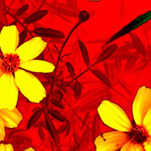 安卓ddos攻击工具